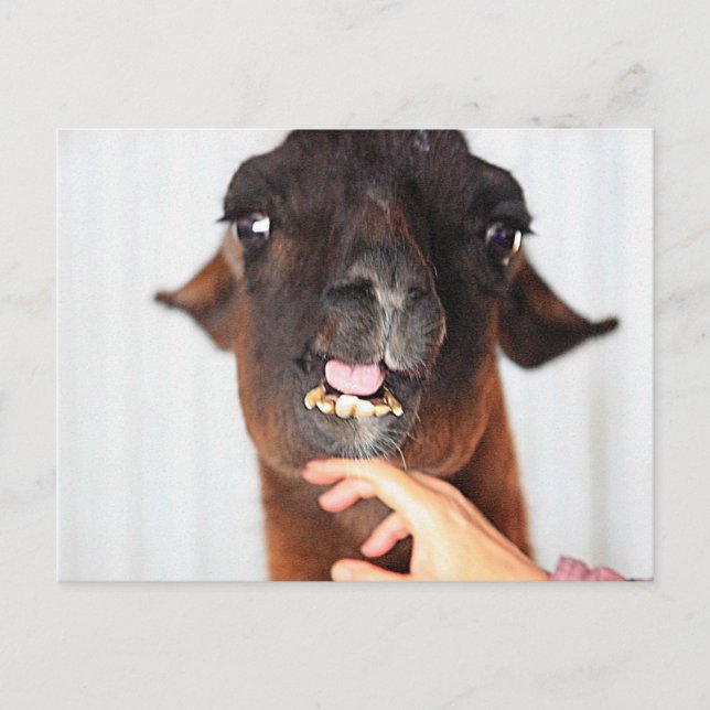 Carte Postale Llama Love (Devant)