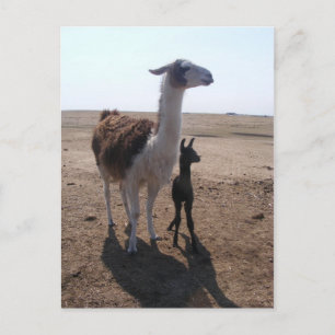 Carte Postale Llama mama & Cria