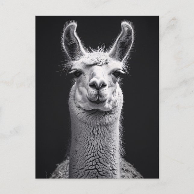 Carte Postale Llama Portrait noir et blanc (Devant)
