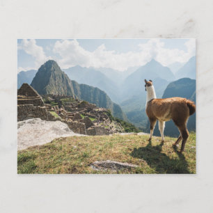 Carte Postale Llama surplombant les ruines Machu Picchu, Pérou