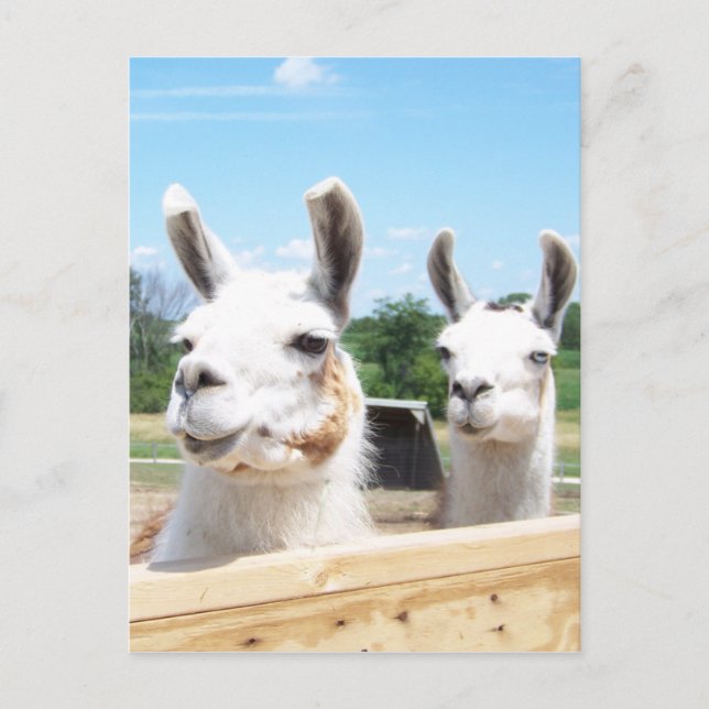 Carte postale Llamas (Devant)