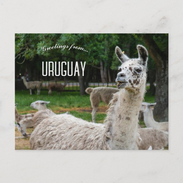 Carte Postale Llamas en Uruguay (Devant)