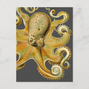 Carte Postale L'Octopus de Ernst Hackel