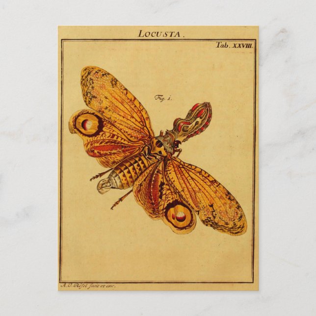 Carte Postale Locusta (Devant)