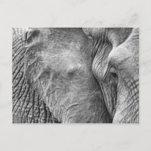 Carte Postale L'oeil d'un éléphant