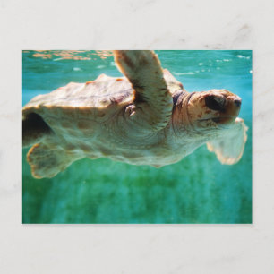 Carte postale Loggerhead #1