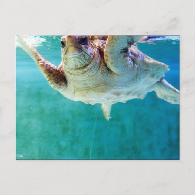 Carte postale Loggerhead #5 (Devant)