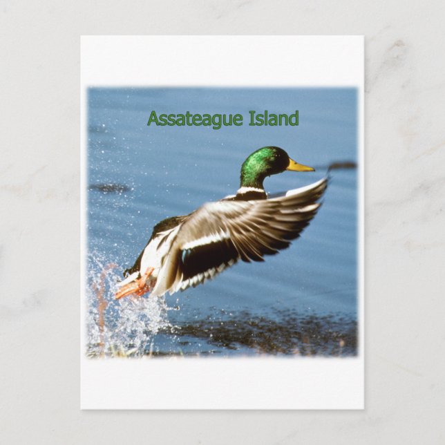 Carte Postale Logo de canard de l'île d'Assateague (Devant)