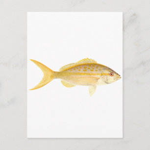 Carte Postale Logo de Yellowtail Snapper