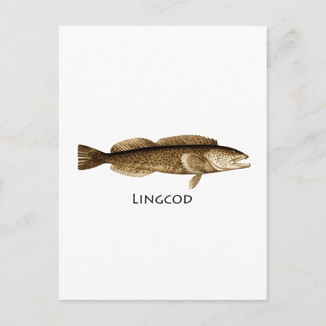 Carte Postale Logo Lingcod (Devant)
