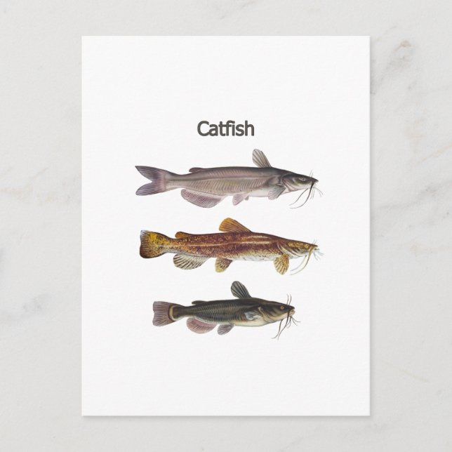 Carte Postale Logo nord-américain de poisson-chat (Devant)