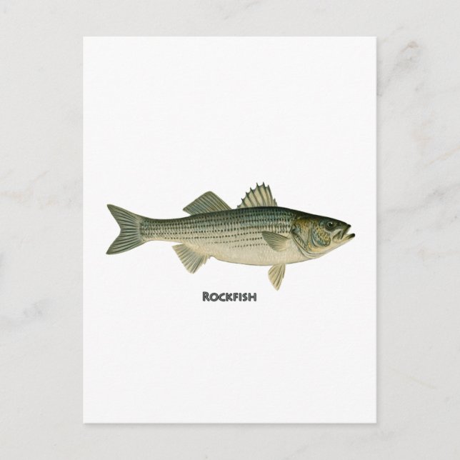 Carte Postale Logo Rockfish (Devant)