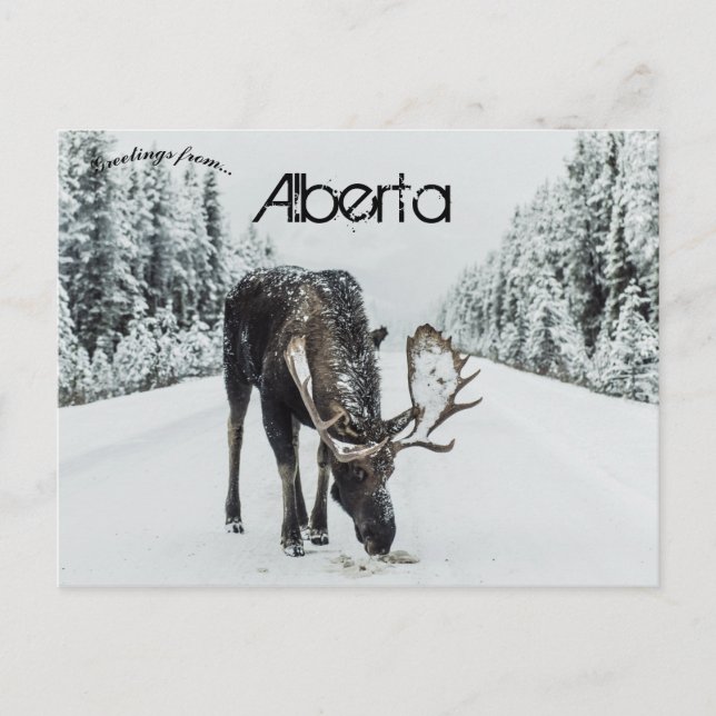 Carte Postale L'Oie En Hiver À Jasper Alberta Canada (Devant)