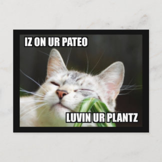 Carte postale LOLCat Sassy