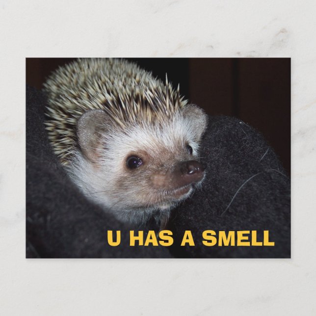 Carte postale LOLHog (Devant)