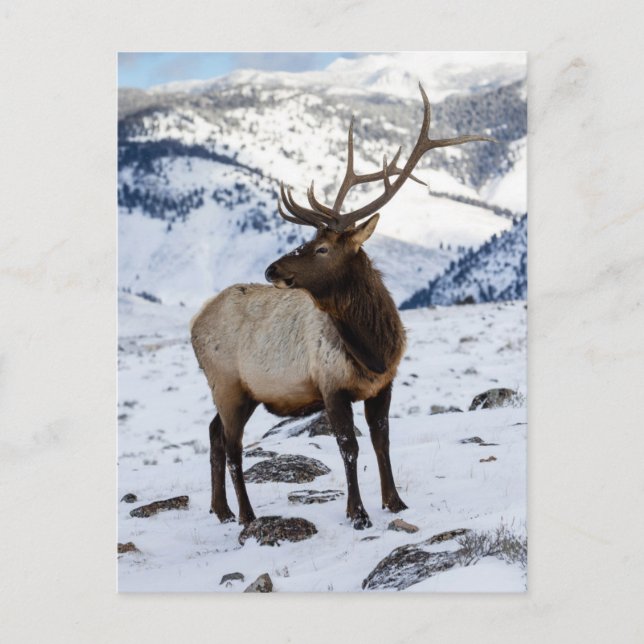 Carte Postale Lone Bull Elk dans la neige | Parc national de Yel (Devant)