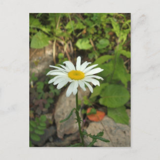 Carte Postale Lone Daisy