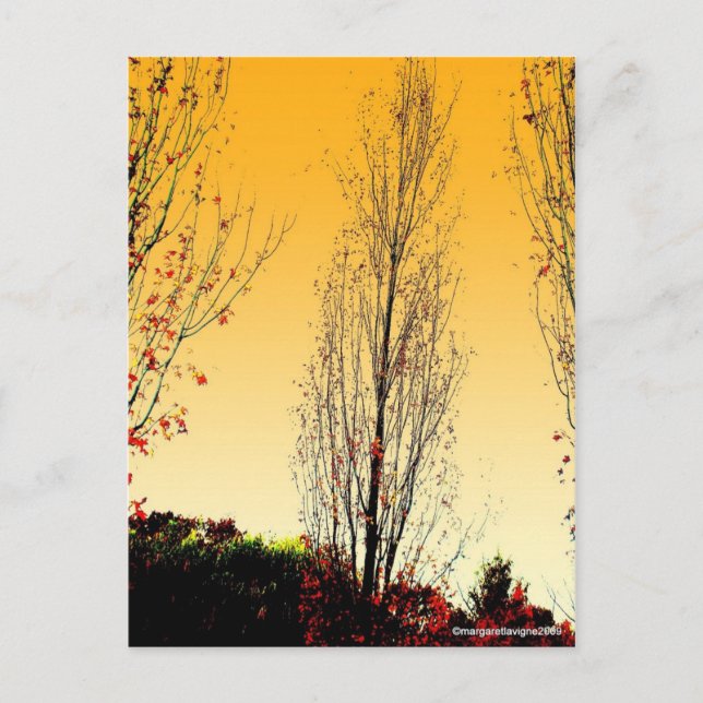 Carte Postale "Lone Sentinel" (Devant)