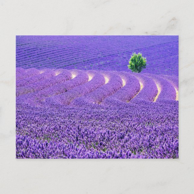 Carte Postale Lone tree à Lavender Field, France (Devant)