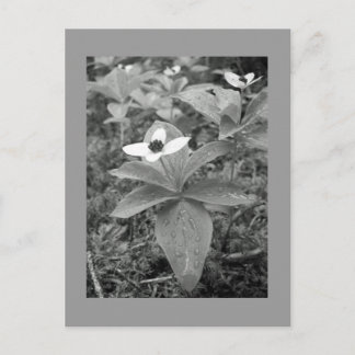 Carte Postale Lonely