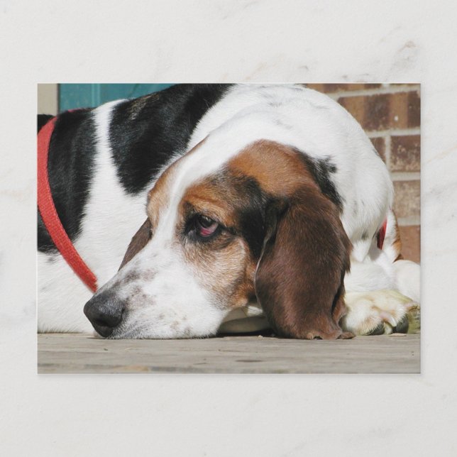 Carte Postale Lonely Basset Hound (Devant)
