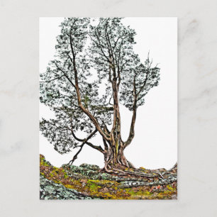 Carte Postale Lonely Cypress