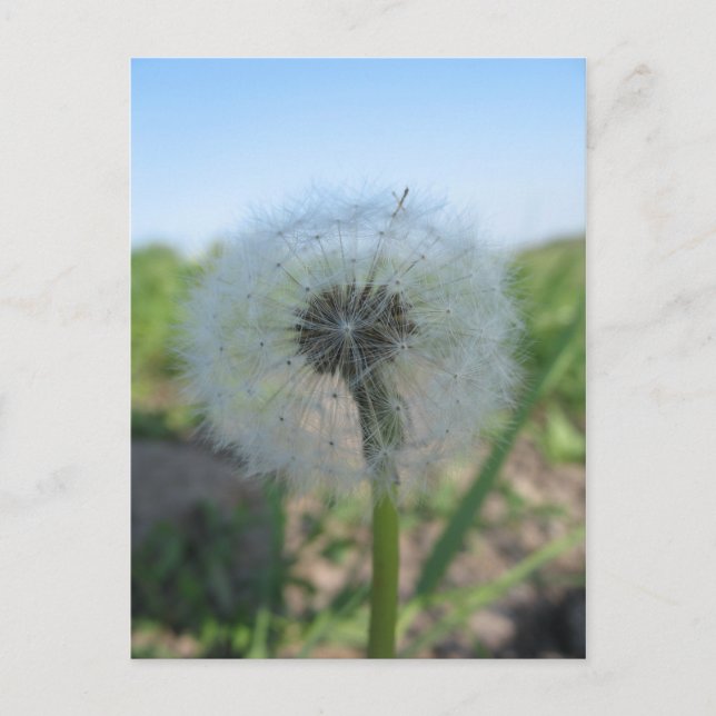Carte Postale Lonely Dandelion, Envoyer Ugly Postcards Collectio (Devant)