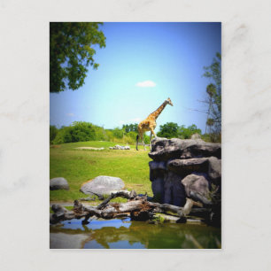 Carte Postale Lonely Giraffe