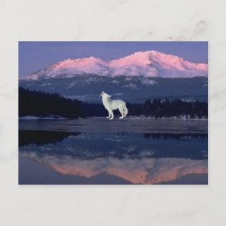 Carte Postale Lonely Wolf