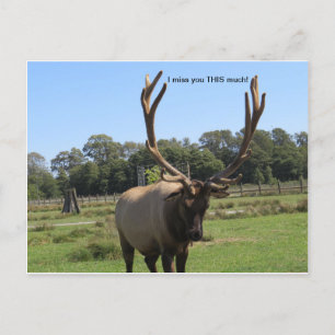 Carte postale Lonesome Bull Elk