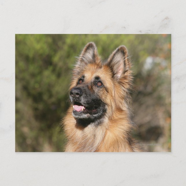 Carte Postale Long berger allemand Haired 1 (Devant)