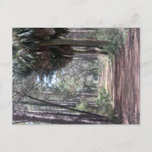 Carte Postale Long chemin à travers les marécages