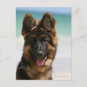 Carte Postale Long Haired German Shepherd Beach