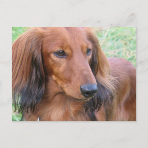 Carte postale LonghEI Dachshund
