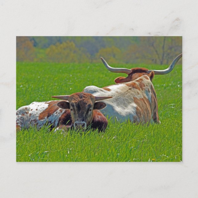 Carte Postale Longhorn (Devant)