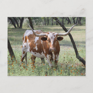 Carte Postale Longhorn