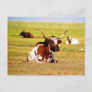 Carte Postale Longhorn