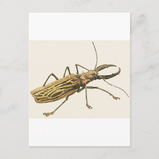 Carte Postale Longhorn Beetle (Devant)