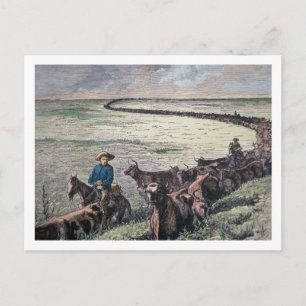 Carte Postale Longhorn cattle drive from Texas to Abilene, Kansa