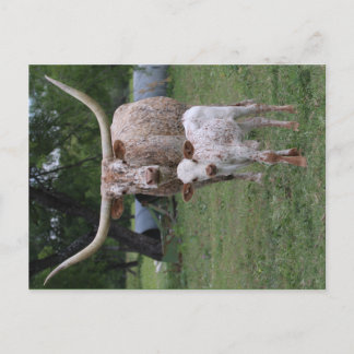 Carte Postale Longhorns du Texas