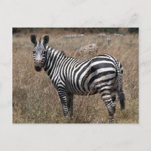 Carte Postale look zèbre