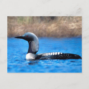 Carte Postale Loon du Pacifique