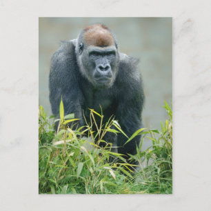 Carte Postale Lope de Gorilla Blackback