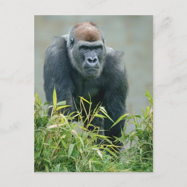 Carte Postale Lope de Gorilla Blackback (Devant)