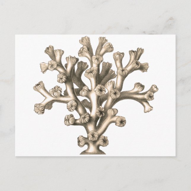 Carte Postale Lophohelia - Corail (Devant)