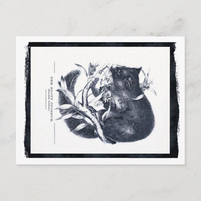 Carte Postale L'Opossum de Sooty (Devant)