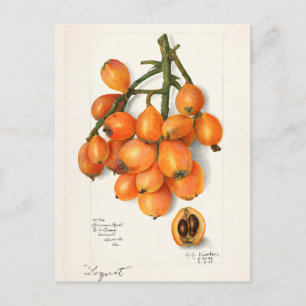 Carte Postale Loquats (Eriobotrya Japon Peinture de fruits