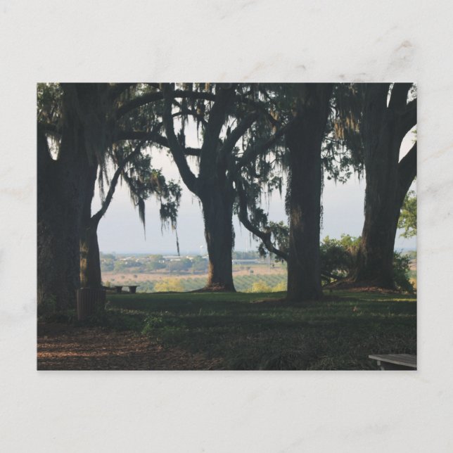 Carte Postale L'Orange Grove qui passe devant les chênes (Devant)