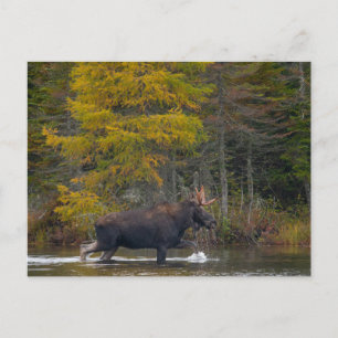 Carte Postale L'orignal du lac