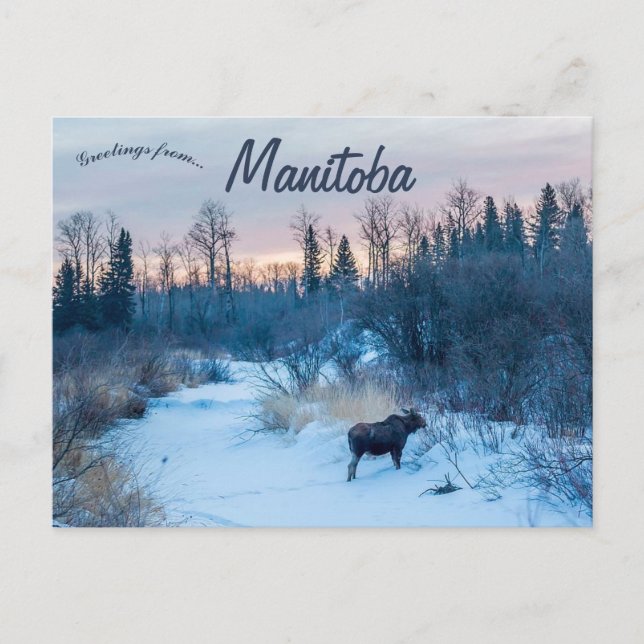 Carte Postale L'orignal en hiver au lac Audy Manitoba Canada (Devant)